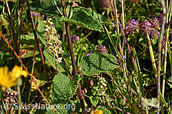 Foto: Salbeiblättriger Gamander (Teucrium scorodonia)