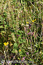 Foto: Salbeiblättriger Gamander (Teucrium scorodonia)