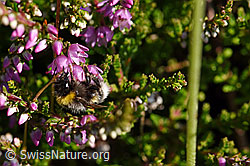 F171681: Hellgelbe Erdhummel (Bombus lucorum) an Besenheide (Calluna vulgaris)