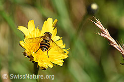 Grosse Schwebfliege (Syrphus ribesii) (F171693) Grosse Schwebfliege (Syrphus ribesii) (F171693)
