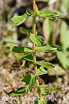 Geflecktes Johanniskraut (Hypericum maculatum) (F171729) Geflecktes Johanniskraut (Hypericum maculatum) (F171729)