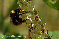 Foto: Steinhummel (Bombus lapidarius) an Salbeiblättriger Gamander (Teucrium scorodonia)