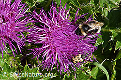Stängellose Kratzdistel (Cirsium acaule) (25.07.2020, F171796)