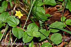 Foto: Hain-Gilbweiderich (Lysimachia nemorum)
