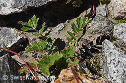 Foto: Kriechende Berg-Nelkenwurz (Geum reptans)