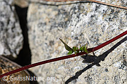 Foto: Kriechende Berg-Nelkenwurz (Geum reptans)