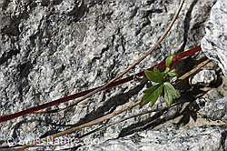 Foto: Kriechende Berg-Nelkenwurz (Geum reptans)