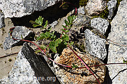 Foto: Kriechende Berg-Nelkenwurz (Geum reptans)