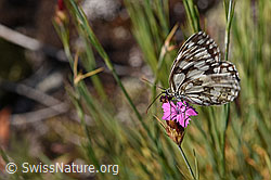 Gewöhnliche Kartäuser-Nelke (Dianthus carthusianorum)