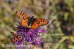 Roter Scheckenfalter (Melitaea didyma) auf Skabiosen-Flockenblume (Centaurea scabiosa) (F172694) Roter Scheckenfalter (Melitaea didyma) auf Skabiosen-Flockenblume (Centaurea scabiosa) (F172694)