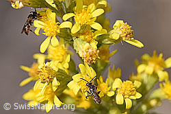 Gelbfleckige Wespenbiene (Nomada flavoguttata) an Echte Goldrute (Solidago virgaurea ssp. virgaurea) (02.08.2020, F172747)