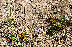 Foto: Berg-Jasione (Jasione montana)
