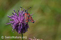 Esparsetten-Widderchen (Zygaena carniolica) auf Skabiosen-Flockenblume (Centaurea scabiosa) (F172794) Esparsetten-Widderchen (Zygaena carniolica) auf Skabiosen-Flockenblume (Centaurea scabiosa) (F172794)