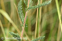 Gemeine Schafgarbe (Achillea millefolium) (F172811) Gemeine Schafgarbe (Achillea millefolium) (F172811)