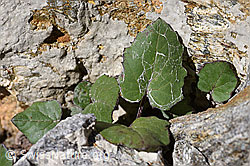 Huflattich (Tussilago farfara) (F172983) Huflattich (Tussilago farfara) (F172983)