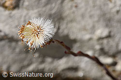 Huflattich (Tussilago farfara) (F172985) Huflattich (Tussilago farfara) (F172985)