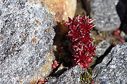 Dunkler Mauerpfeffer (Sedum atratum) (F173054) Dunkler Mauerpfeffer (Sedum atratum) (F173054)