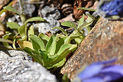 Mont Cenis-Glockenblume (Campanula cenisia) (F173067) Mont Cenis-Glockenblume (Campanula cenisia) (F173067)