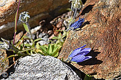 Mont Cenis-Glockenblume (Campanula cenisia) (F173069) Mont Cenis-Glockenblume (Campanula cenisia) (F173069)
