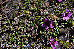 F173194: Mistbiene (Eristalis tenax) auf gegenblättrigem Steinbrech (Saxifraga oppositifolia)
