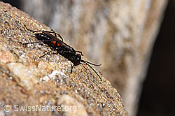 Anoplius infuscatus (Wegwespe) (F173200) Anoplius infuscatus (Wegwespe) (F173200)