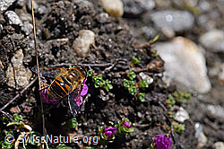 F173203: Mistbiene (Eristalis tenax) auf gegenblättrigem Steinbrech (Saxifraga oppositifolia)