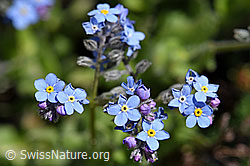 Alpen-Vergissmeinnicht (Myosotis alpestris) (F173208) Alpen-Vergissmeinnicht (Myosotis alpestris) (F173208)