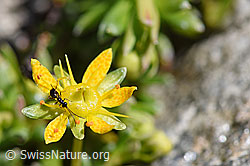 Foto: Gelis agilis (Schlupfwespe) auf Bewimpertem Steinbrech (Saxifraga aizoides)