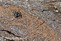 Foto: Attulus longipes (Springspinne)