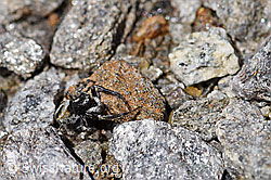 Foto: Attulus longipes (Springspinne)