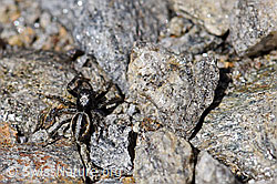 Foto: Attulus longipes (Springspinne)