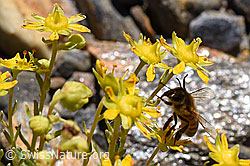 Italienische Biene (Apis mellifera ligustica) an Bewimperter Steinbrech (Saxifraga aizoides) (08.2020, F173389)