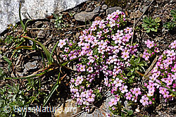 F173476: Alpen-Mannsschild (Androsace alpina)