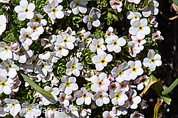F173477: Alpen-Mannsschild (Androsace alpina)