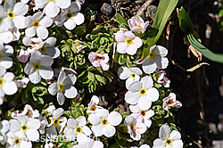 F173479: Alpen-Mannsschild (Androsace alpina)