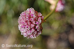 Foto: Alpen-Pechnelke (Silene suecica)