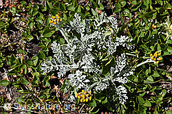 Graues Greiskraut (Senecio incanus) (F173508) Graues Greiskraut (Senecio incanus) (F173508)