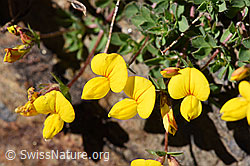 F173513: Alpen-Hornklee (Lotus alpinus)