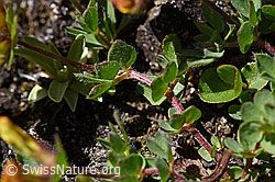 F173514: Alpen-Hornklee (Lotus alpinus)