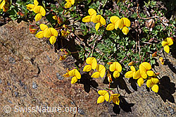 F173516: Alpen-Hornklee (Lotus alpinus)