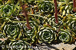 F173537: Trauben-Steinbrech (Saxifraga paniculata)