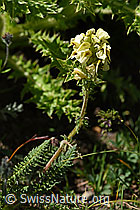 Knolliges Läusekraut (Pedicularis tuberosa) (F173561) Knolliges Läusekraut (Pedicularis tuberosa) (F173561)