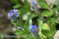 Foto: Alpen-Ehrenpreis (Veronica alpina)