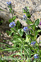 Foto: Alpen-Ehrenpreis (Veronica alpina)