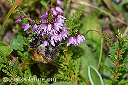 Foto: Ackerhummel (Bombus pascuorum) an Besenheide (Calluna vulgaris)