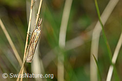 Foto: Agriphila tristella an Grashalm