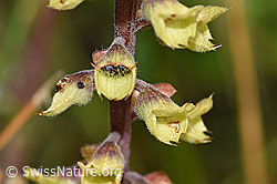Foto: Salbeiblättriger Gamander (Teucrium scorodonia)
