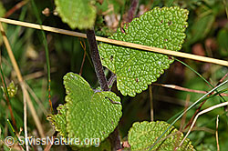 Foto: Salbeiblättriger Gamander (Teucrium scorodonia)