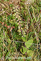 Foto: Salbeiblättriger Gamander (Teucrium scorodonia)