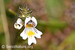 F174865: Gebräuchlicher Augentrost (Euphrasia rostkoviana)